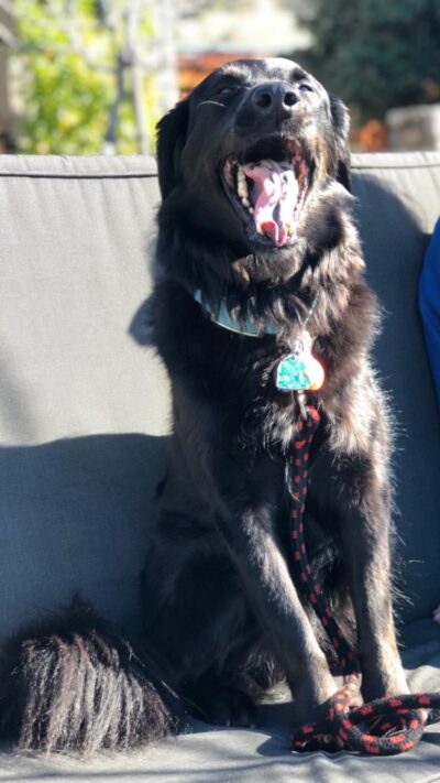 Becca, a black lab mix dog, yawning