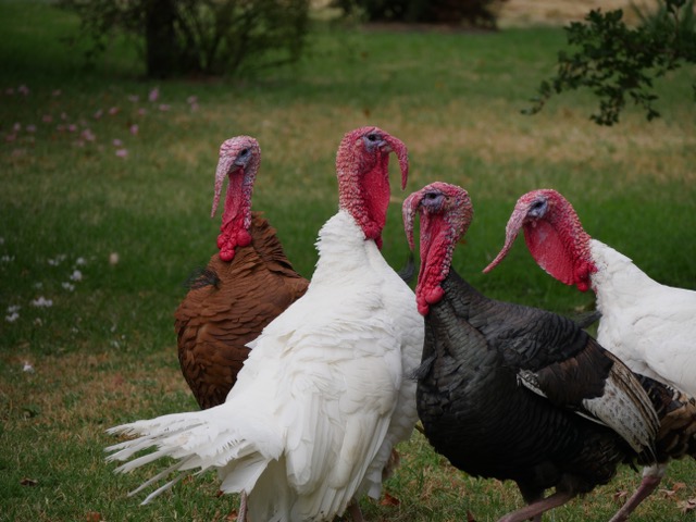 4 turkeys