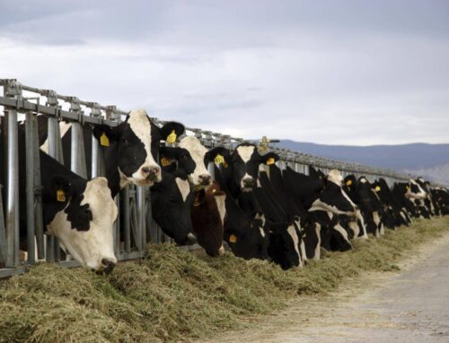 Livestock: Climate Change’s Forgotten Sector