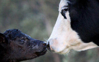 baby-cow-and-mother