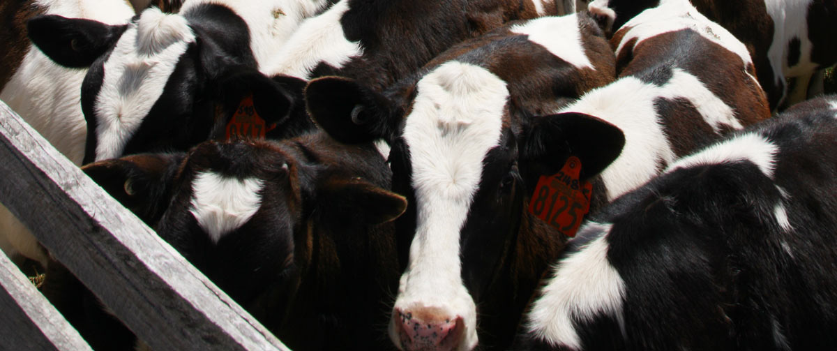 crowded-cows