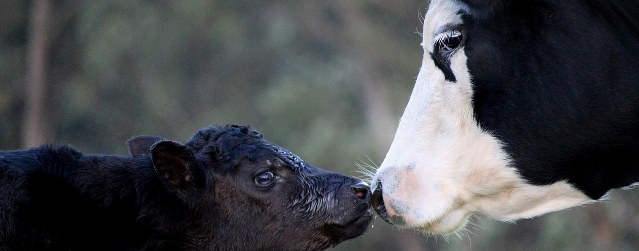 mom-and-baby-cow-