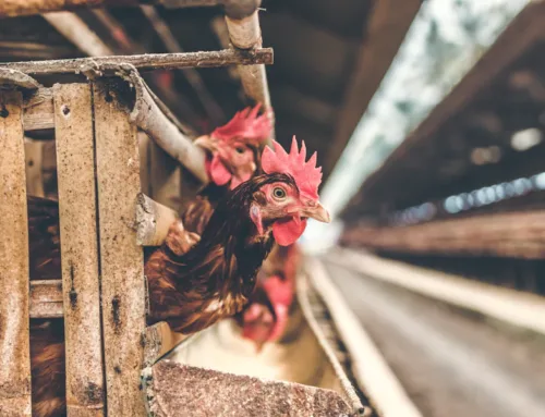 Farmer Breaks Free From Big Chicken