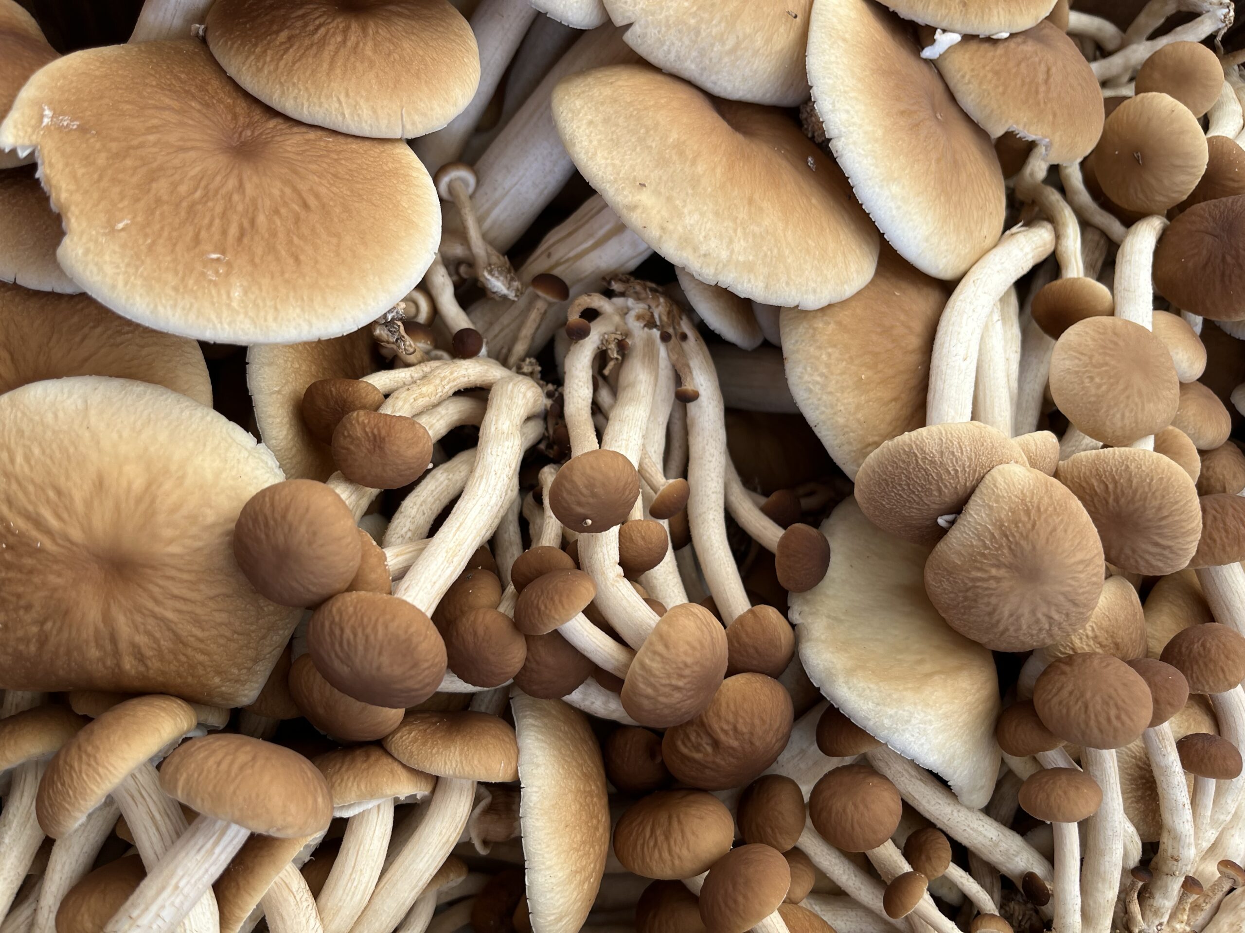 mushroom macro photography