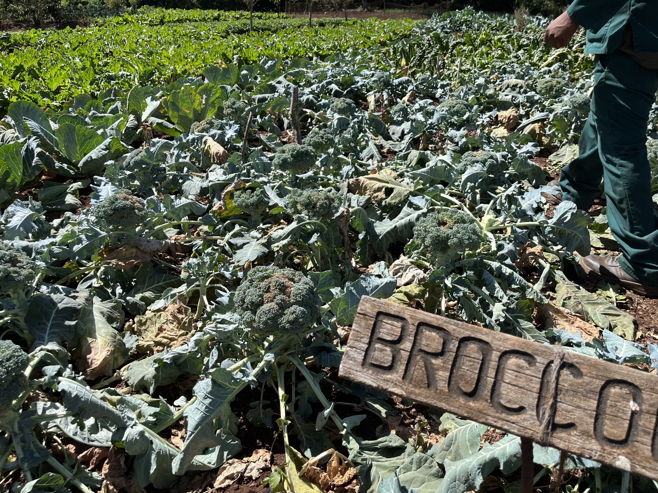 local farm broccoli patch