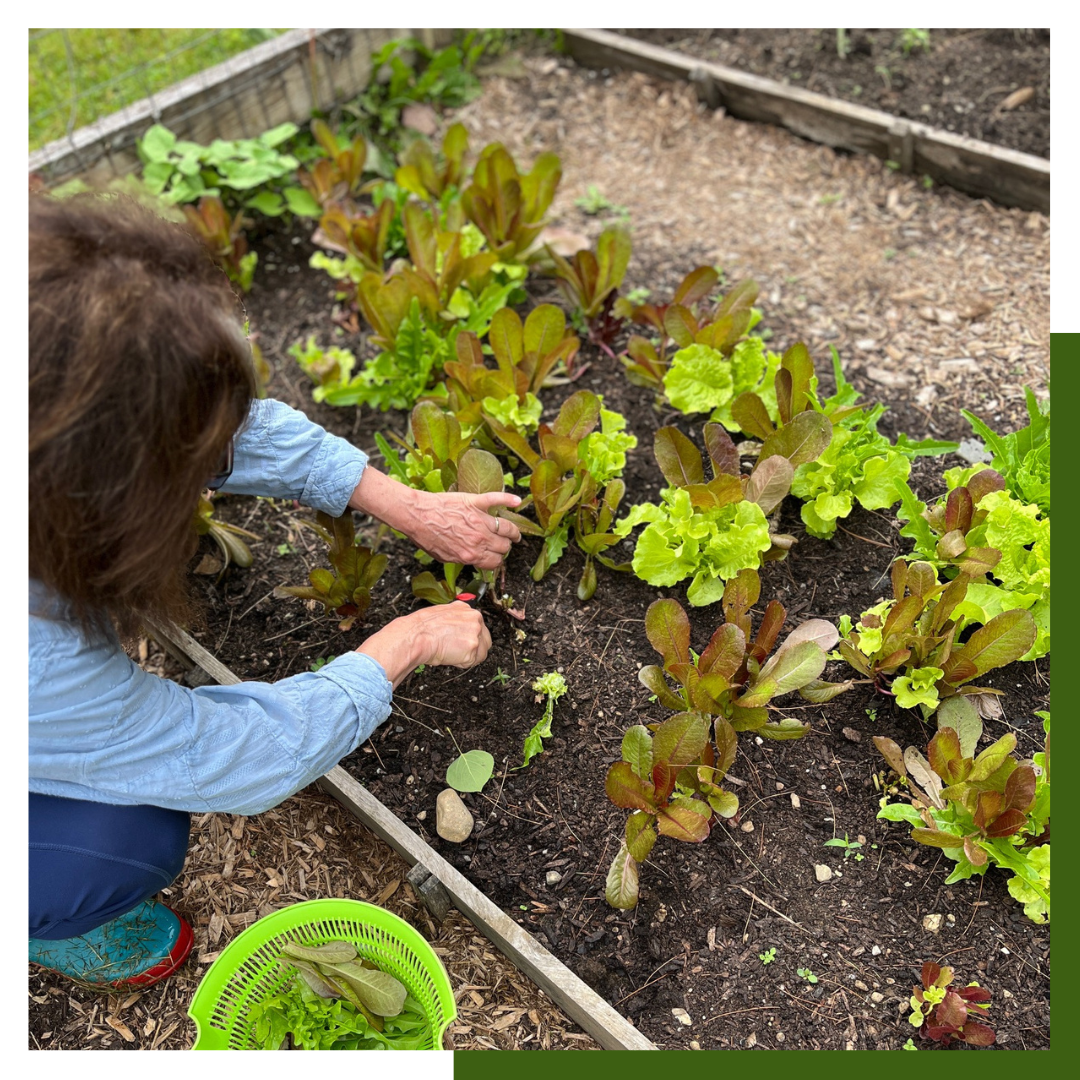 home garden, lettuce, harvest, salad recipes