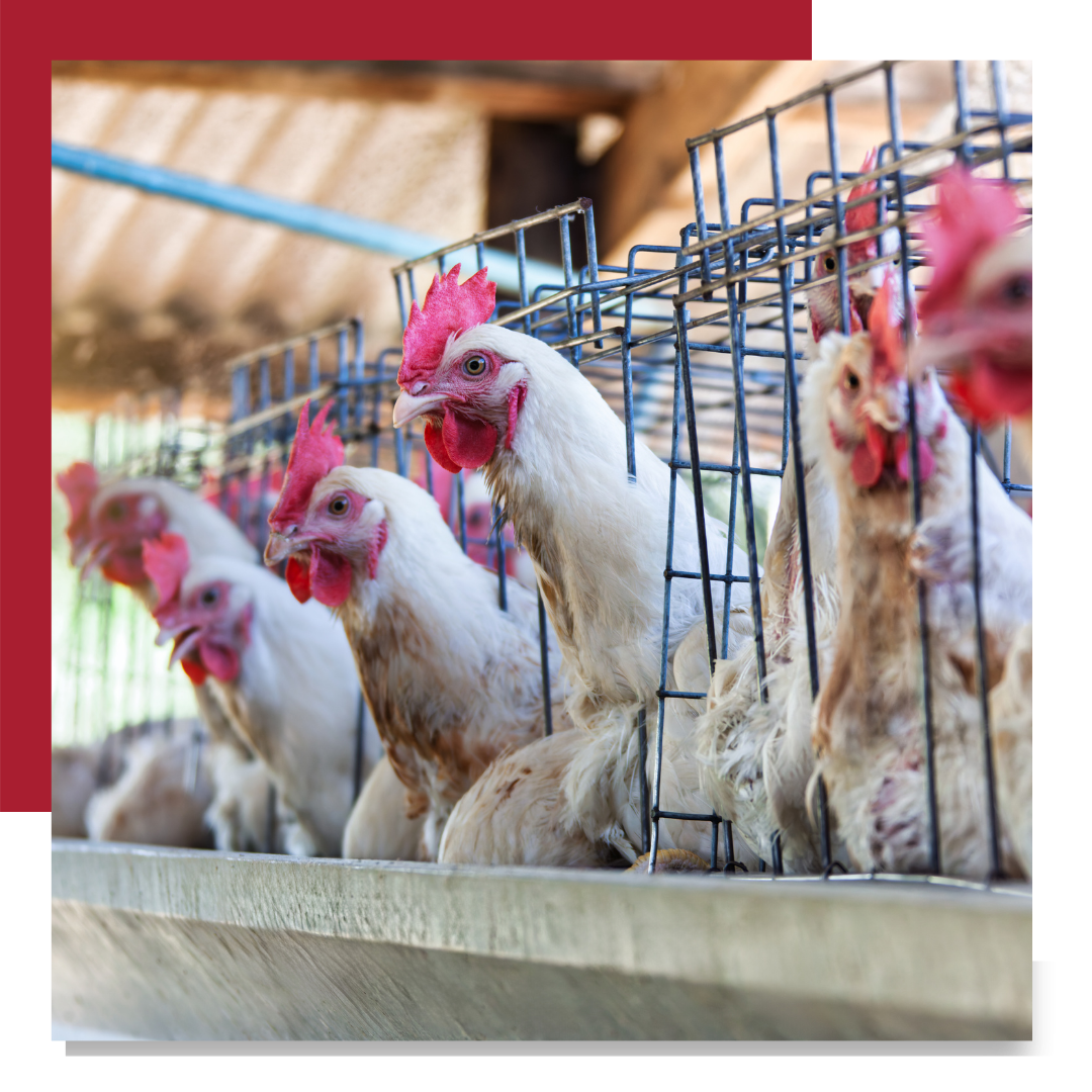 chickens in battery cage